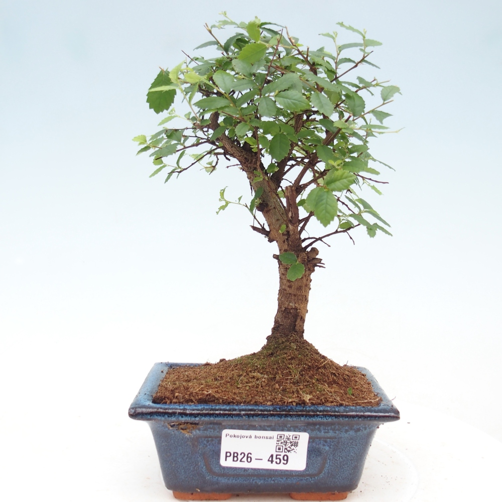 Room bonsai - Ulmus parvifolia - Small-leaved elm