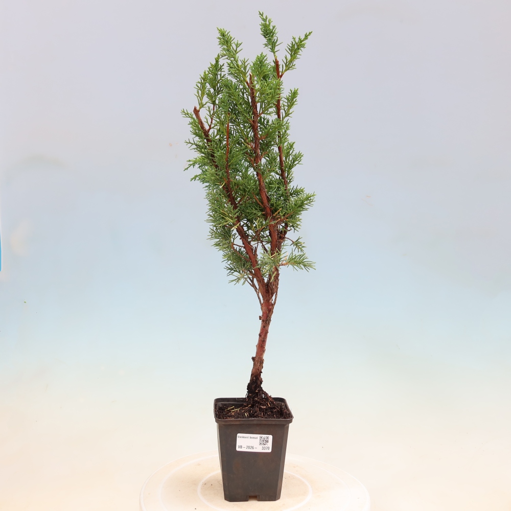 Outdoor bonsai - Juniperus chinensis Kishu