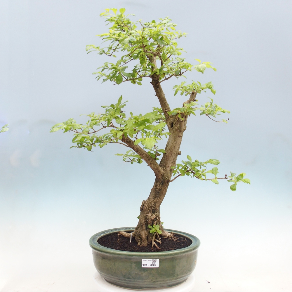 Room bonsai - Duranta erecta Aurea - PERSONAL COLLECTION ONLY or pallet transport