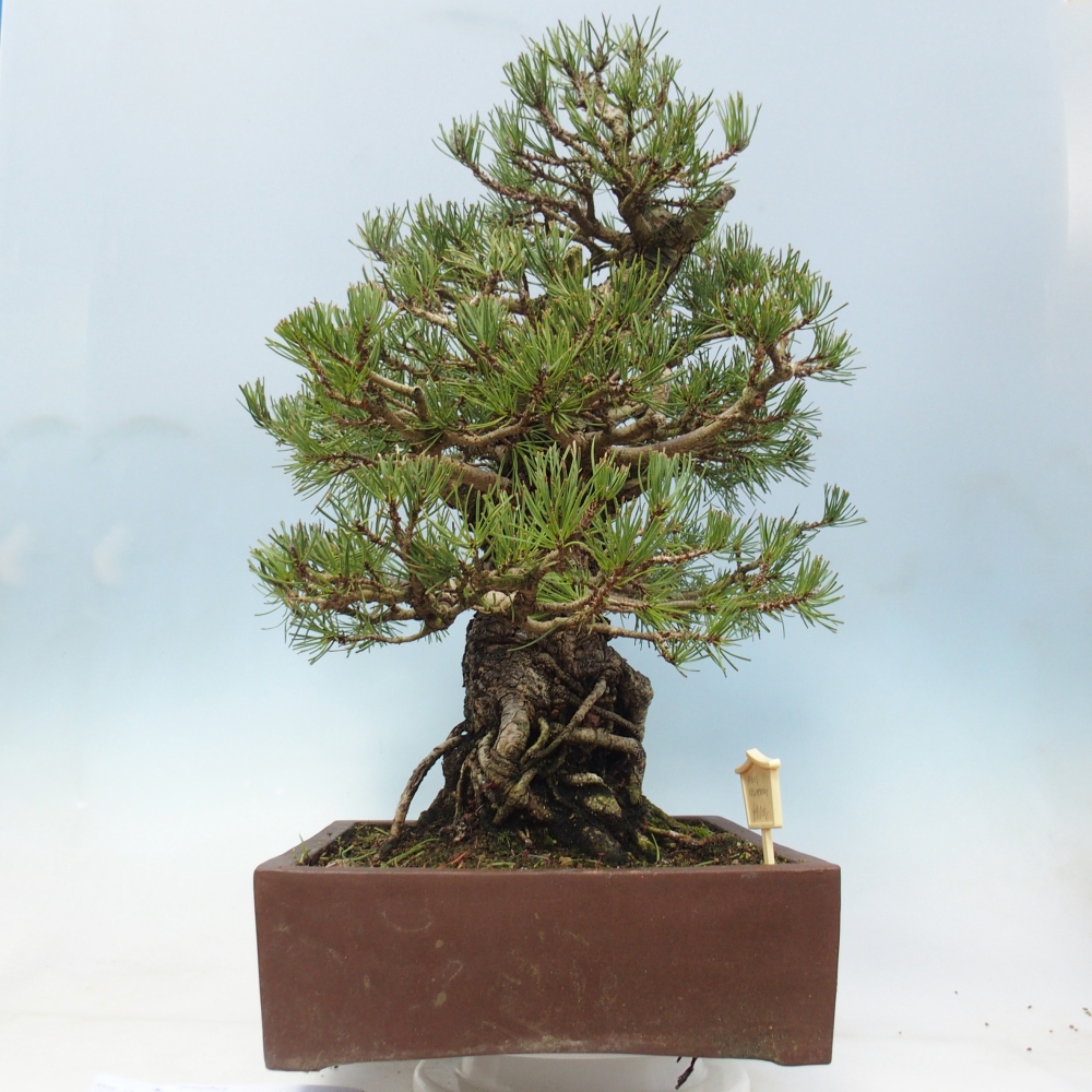 Outdoor bonsai - Pinus sylvestris - Pinus sylvestris