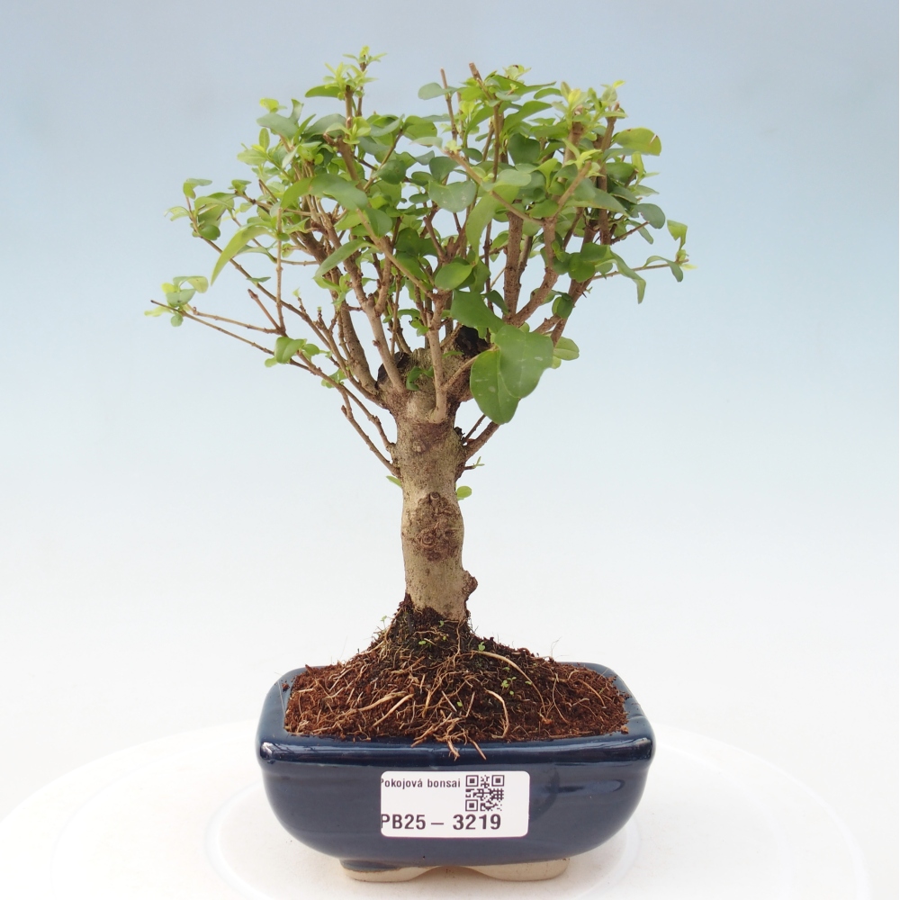 Room bonsai -Ligustrum chinensis - Birds Beak