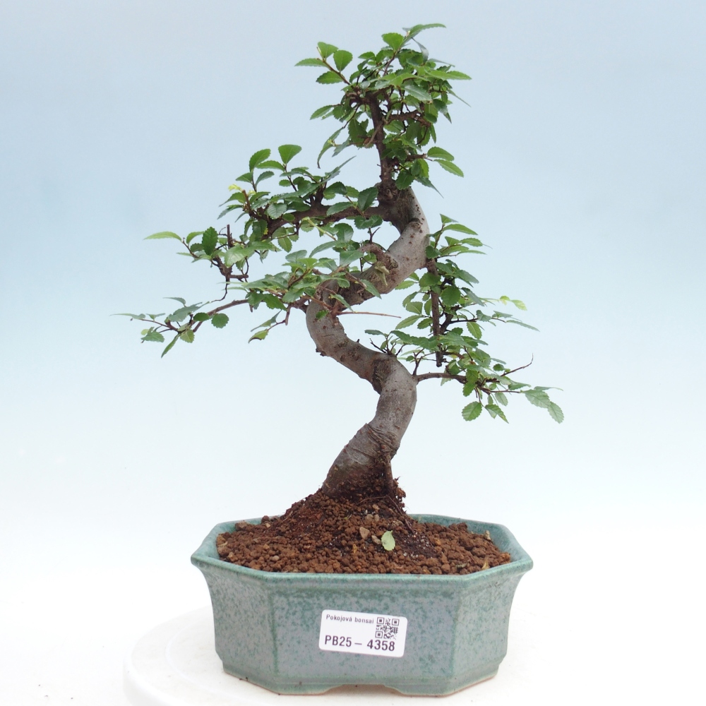 Room bonsai - Ulmus parvifolia - Small-leaved elm