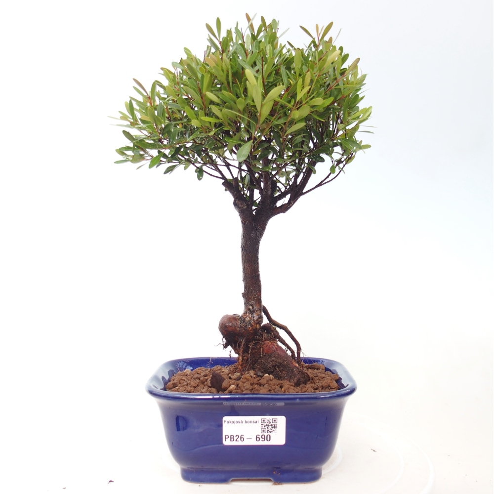 Room bonsai - Syzygium - Pimento