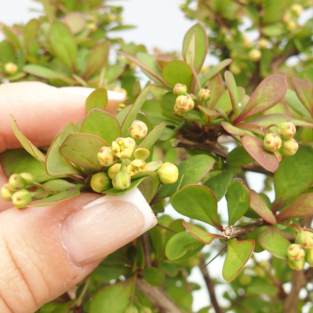 Outdoor bonsai - Berberis coreana