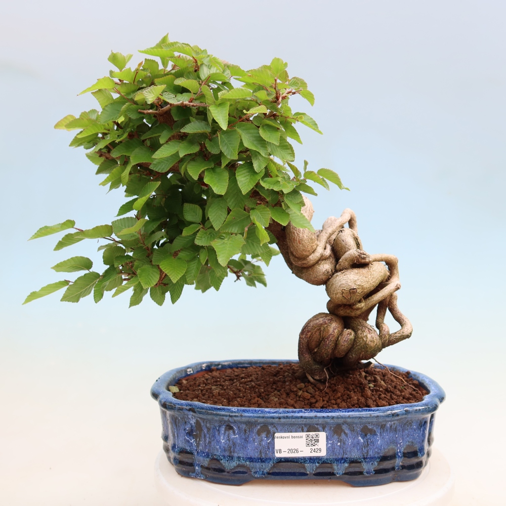 Outdoor bonsai -Carpinus coreana - Korean Hornbeam