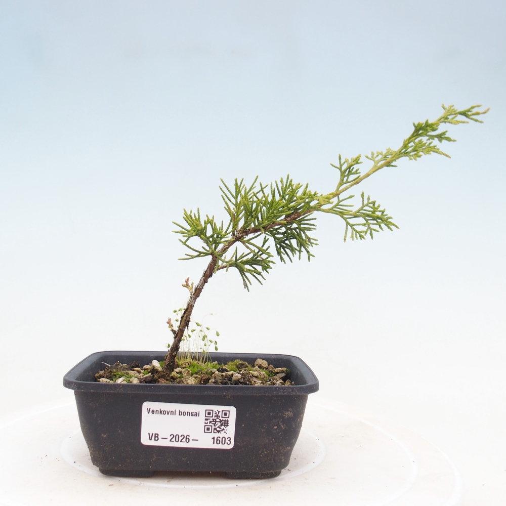 Outdoor bonsai - Juniperus chinensis Itoigawa