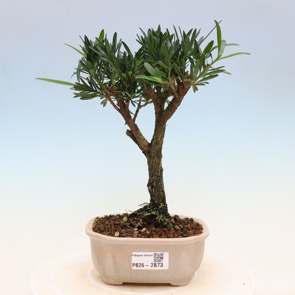 Room bonsai - Podocarpus - Stone Yew