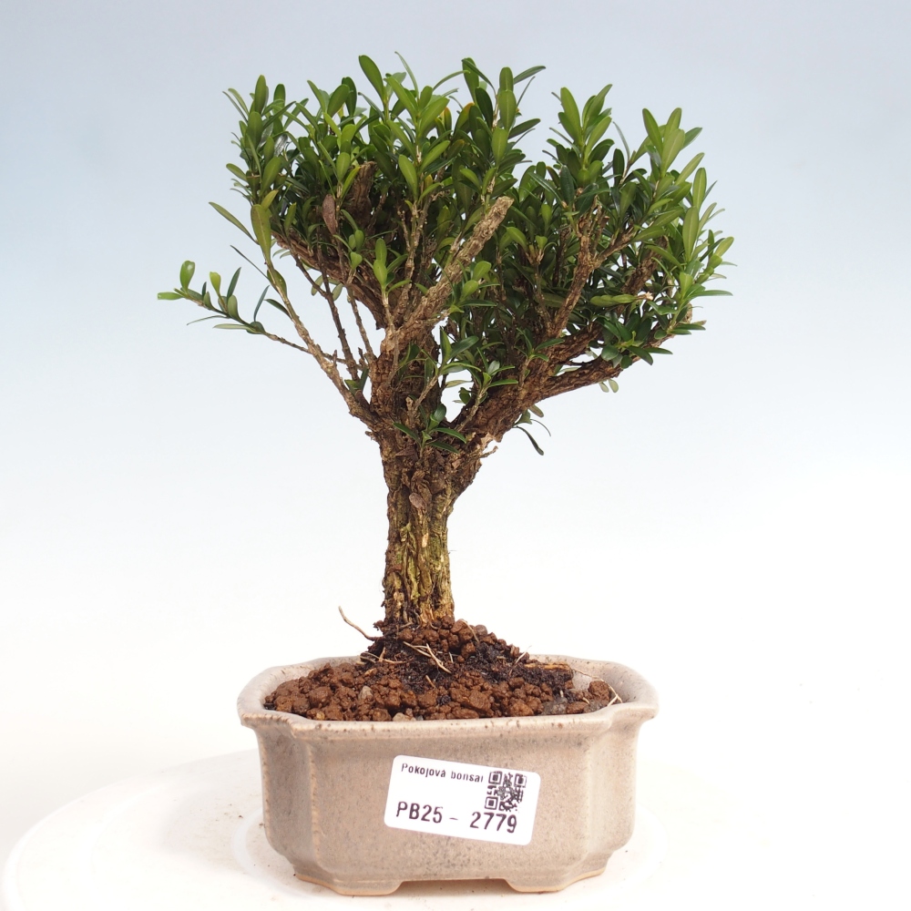 Room Bonsai - Buxus harlandii - Cork boxwood