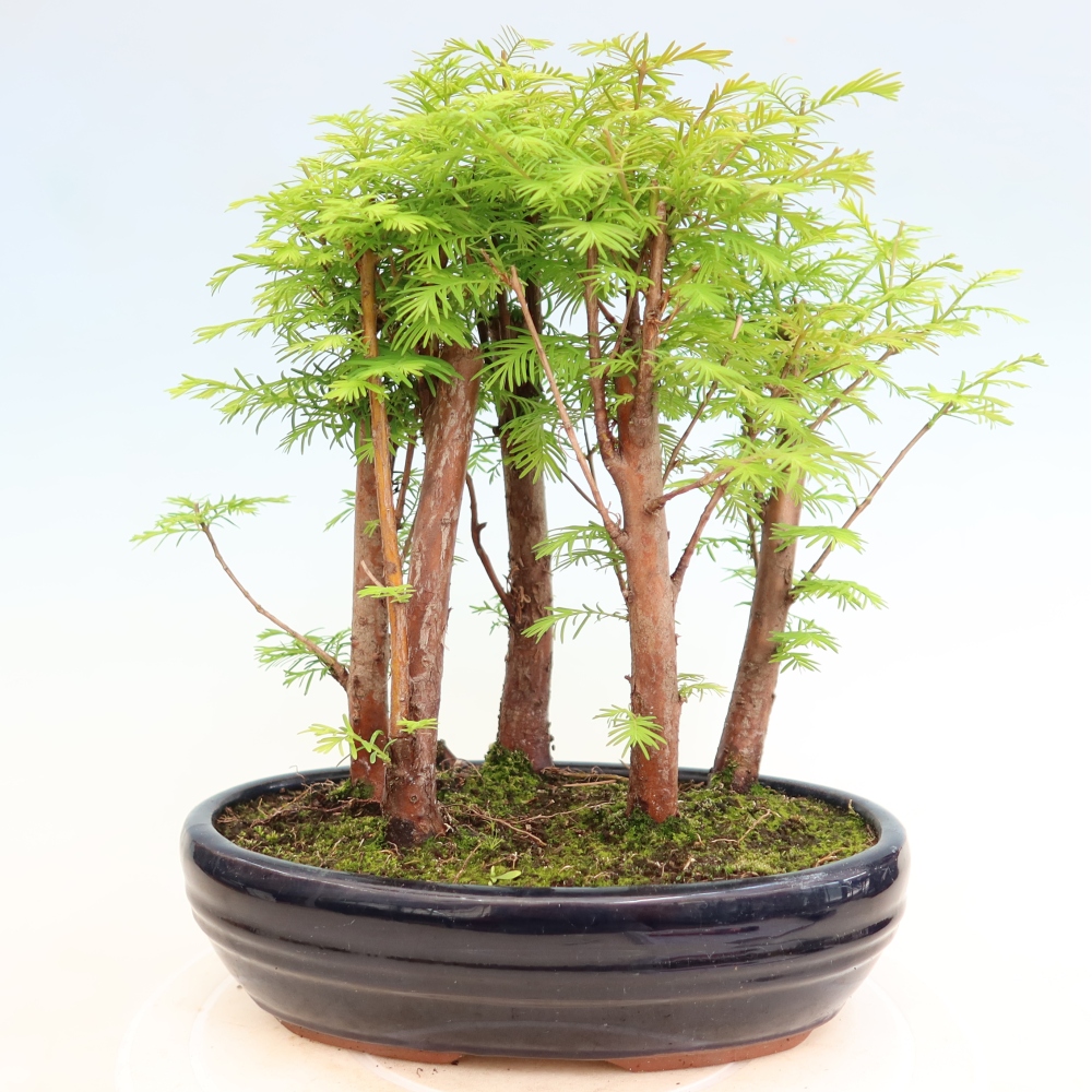 Outdoor Bonsai - Metasequoia glyptostroboides - Chinese Metasequoia - Grove