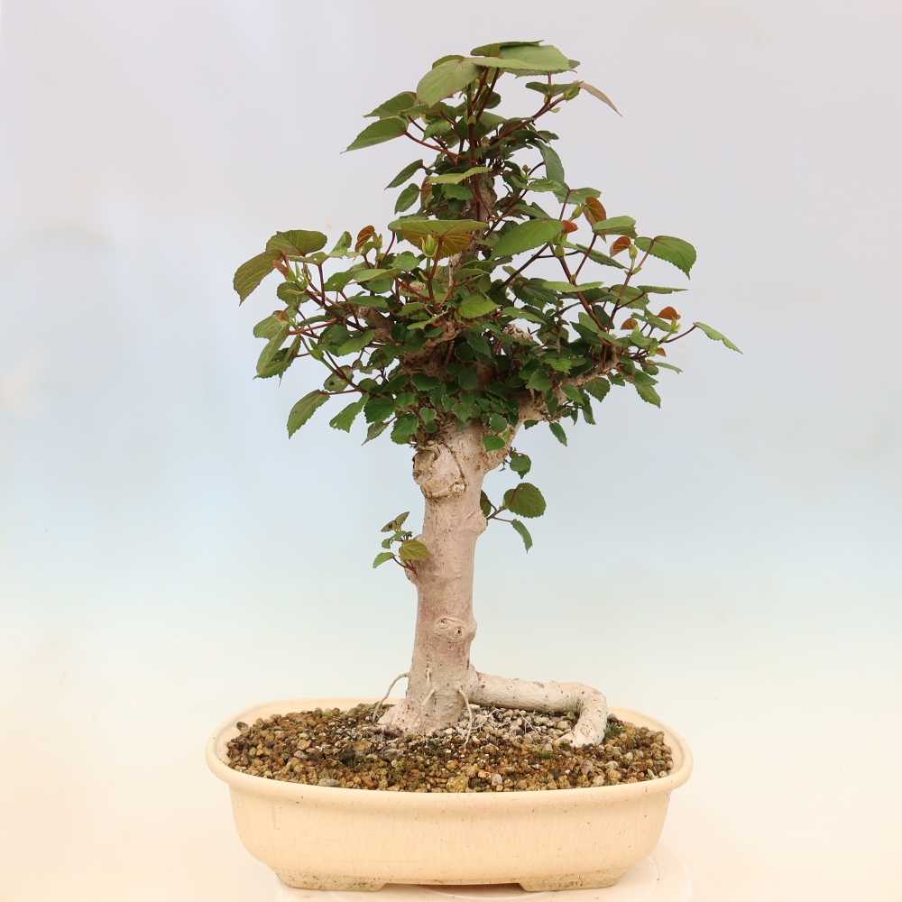 Indoor bonsai - Hibiscus tiliaceus - Sea Hibiscus