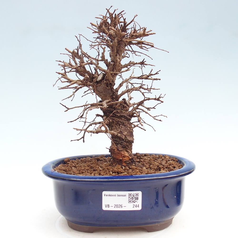 Outdoor bonsai - Zelkova - Zelkova NIRE