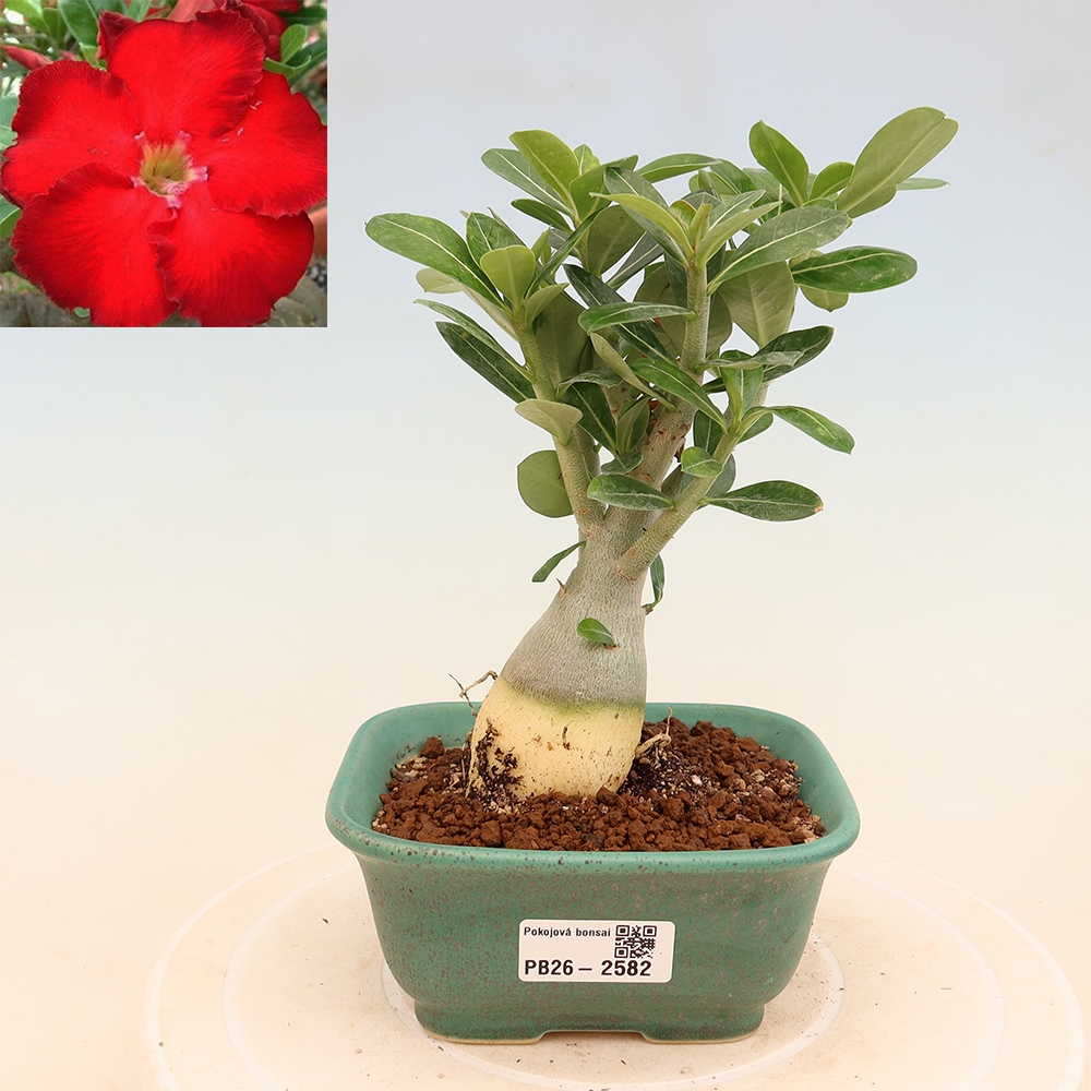 Indoor Bonsai - Adenium obesum Red Star - Desert Rose