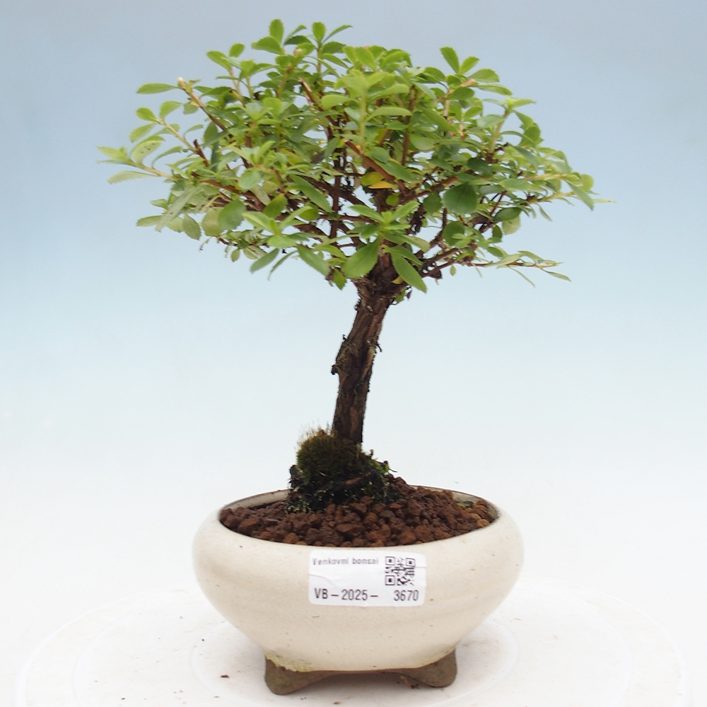 Outdoor bonsai - Escallonia 'Dart's Rosy Red' - Delusion