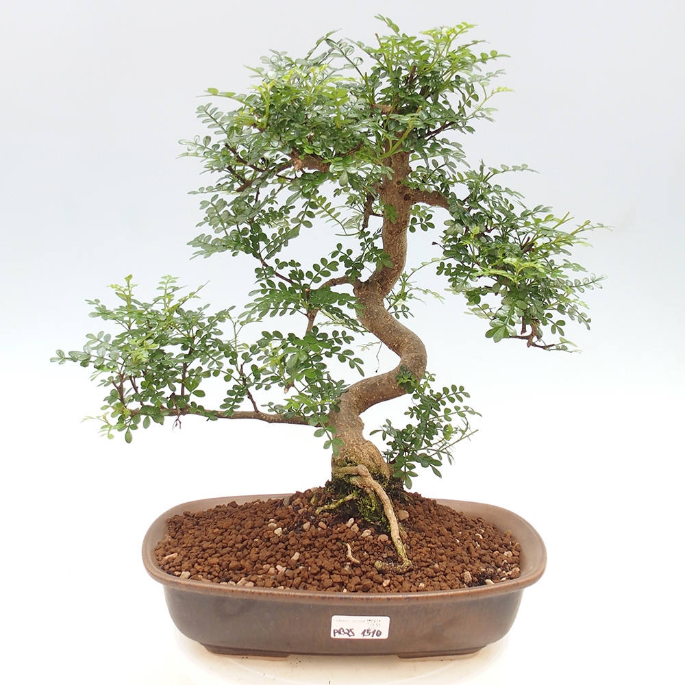 Indoor bonsai - Zantoxylum piperitum - Peppermint