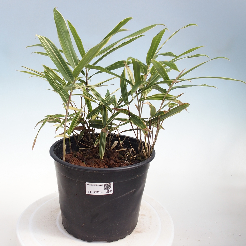 Outdoor bonsai - Sasaella masamuneana Albostriata - Bamboo