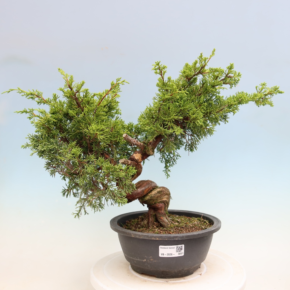 Outdoor Bonsai - Juniperus chinensis Itoigawa - Chinese Juniper
