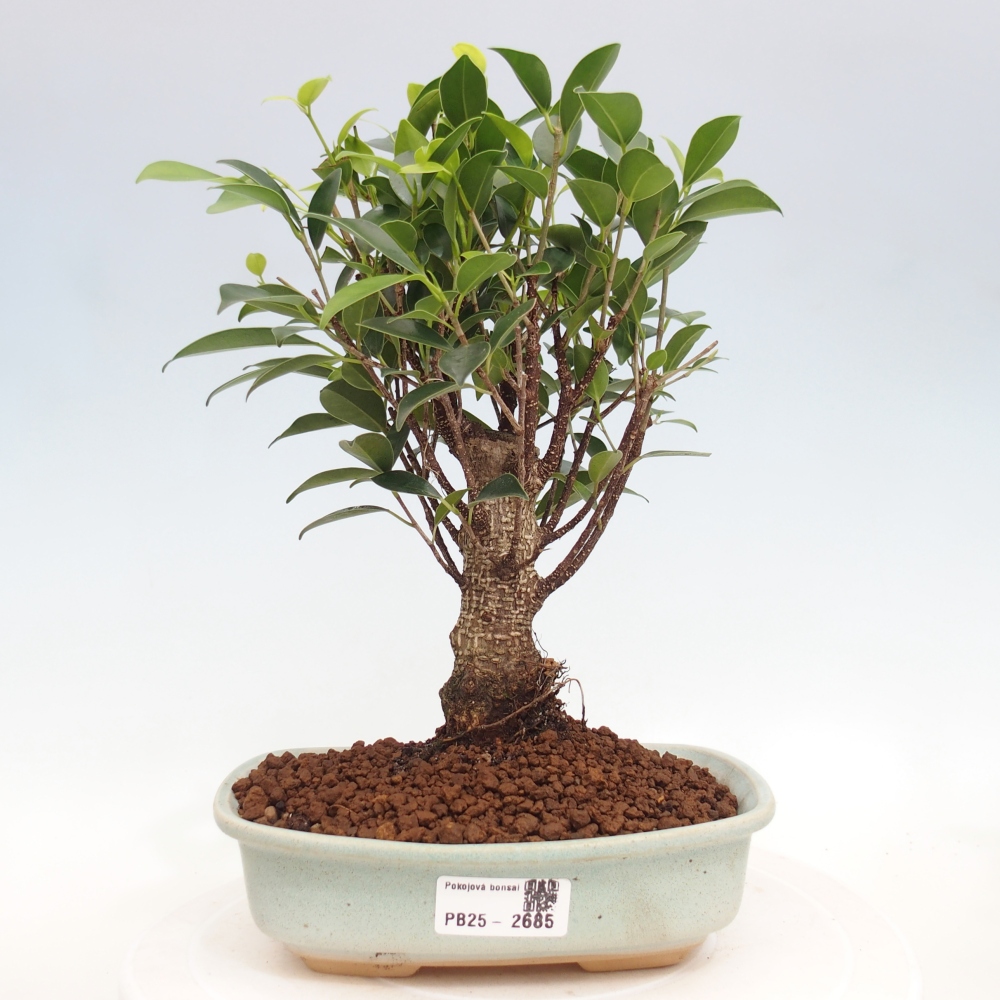 Indoor bonsai - Ficus retusa - small ficus