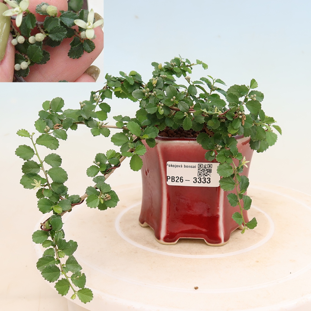 Indoor bonsai - Grewia sp. - Small-leaved Grewie