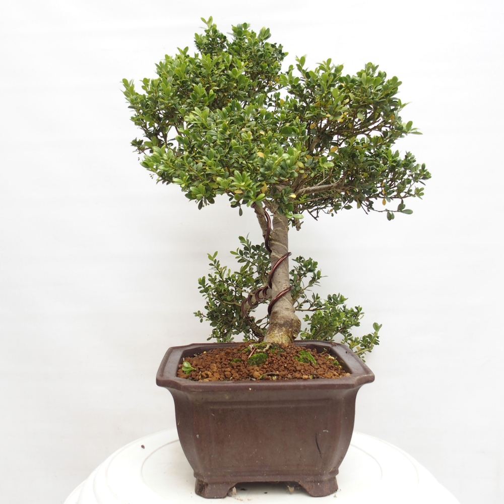 Indoor bonsai - Ilex crenata - Holly