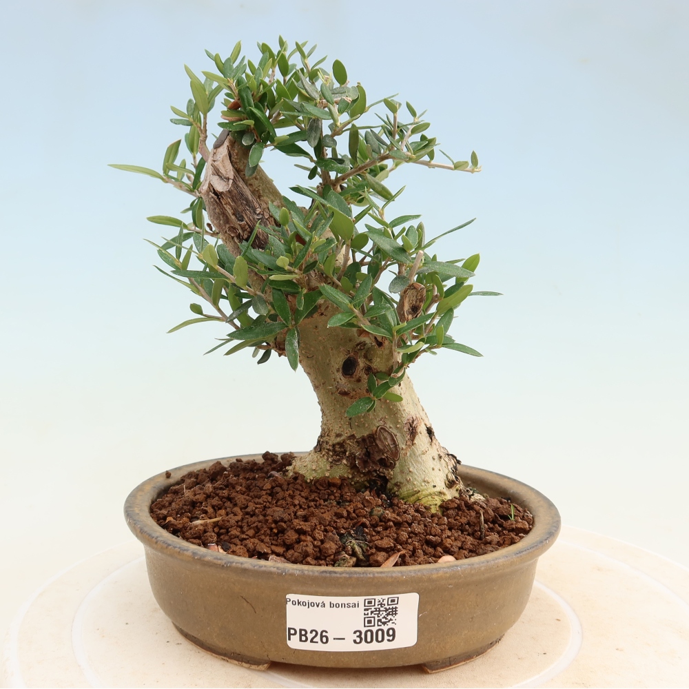 Indoor bonsai - Olea europaea sylvestris