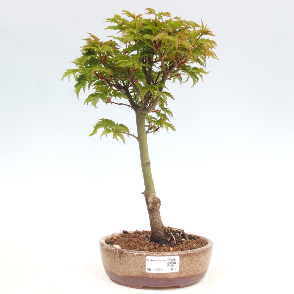 Outdoor bonsai -Javor palm Acer palmatum Shishigashira