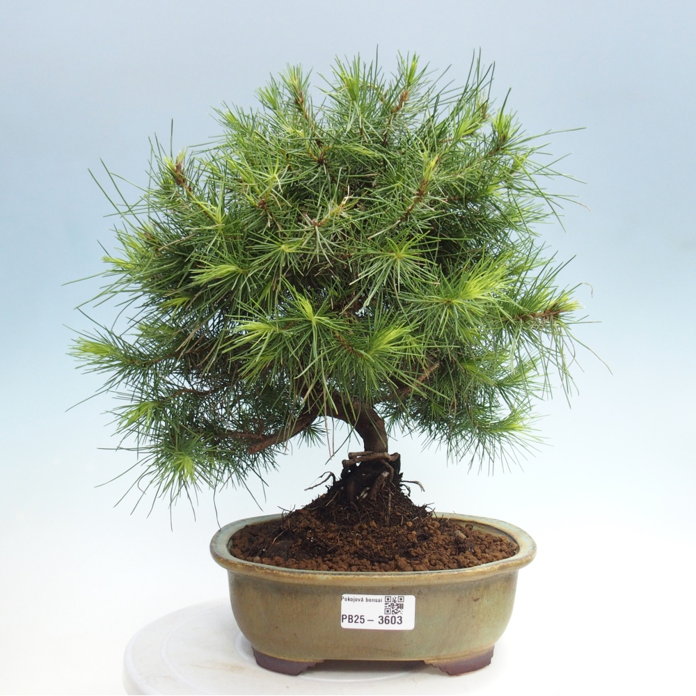 Room bonsai-Pinus halepensis-Pine of Aleppo