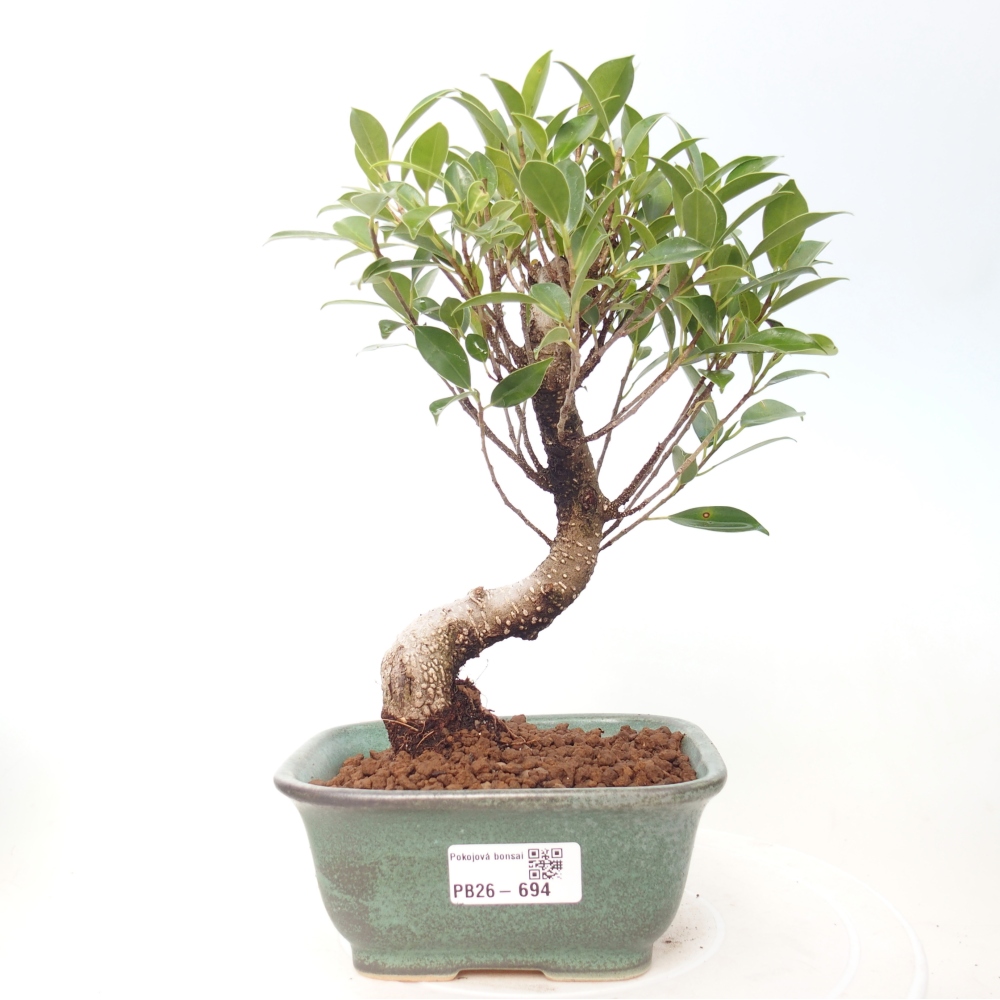 Room bonsai - Ficus retusa - small-leaved ficus