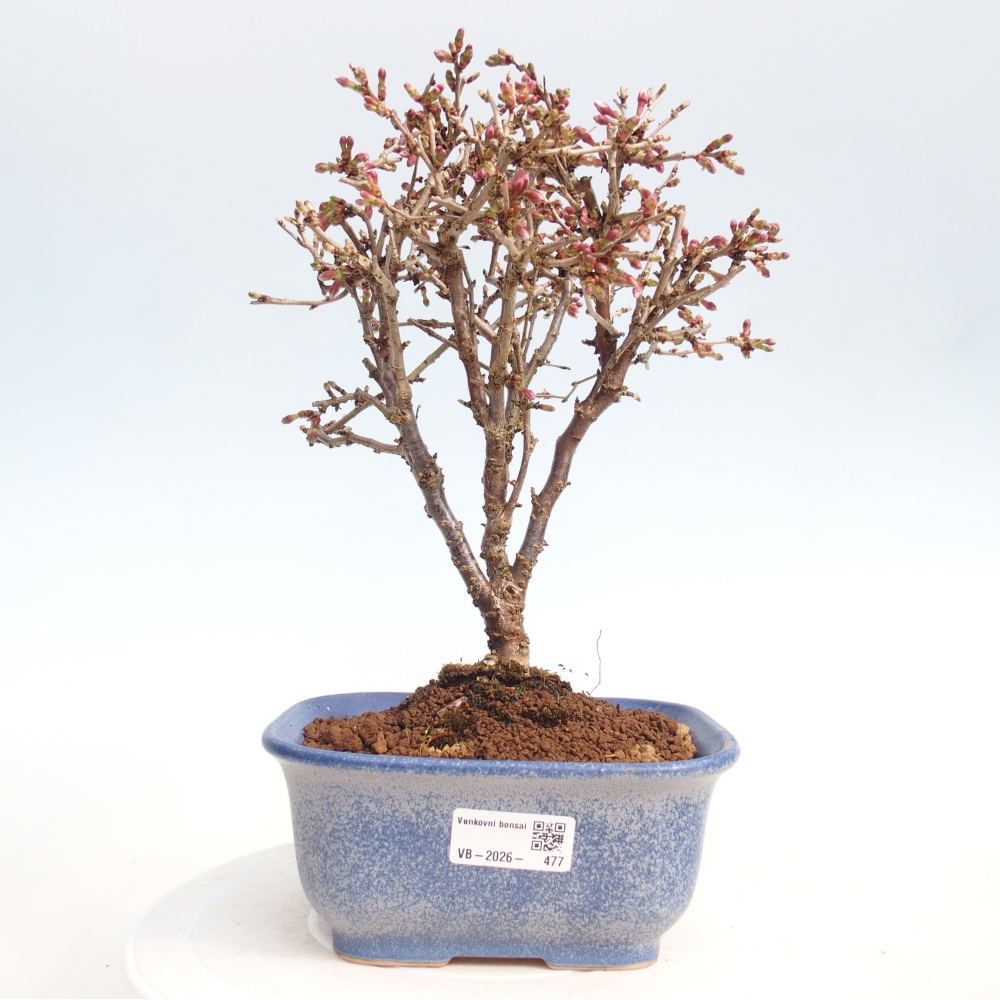 Outdoor bonsai - Prunus incisa Kojou-no mai-Plivon cut out