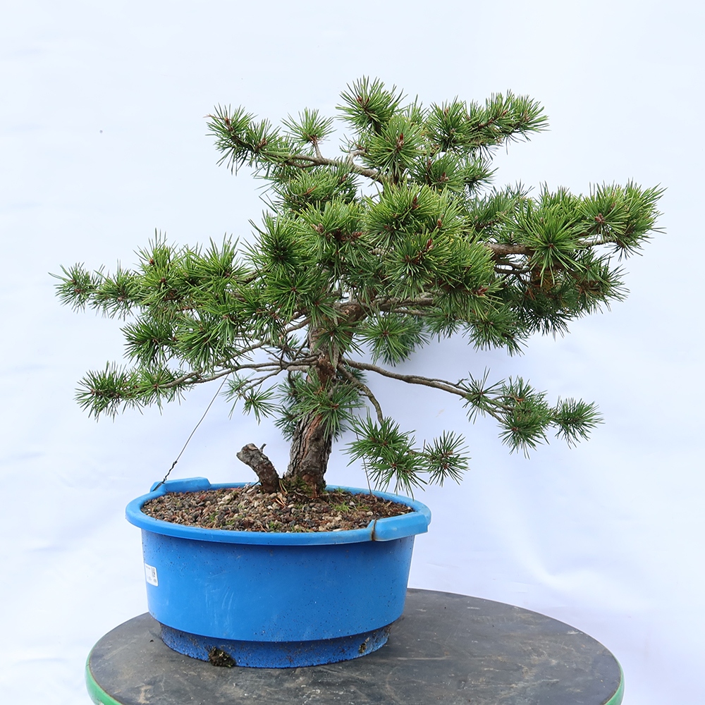 Pinus sylvestris Spain - Scots pine