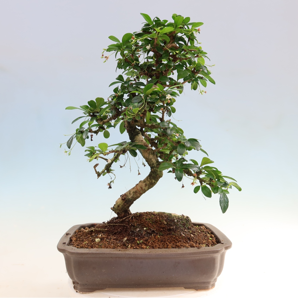 Room bonsai - Carmona macrophylla - Tea fuki