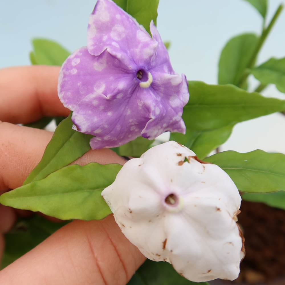 Indoor Bonsai - Costa Jasmine - Brunfelsia