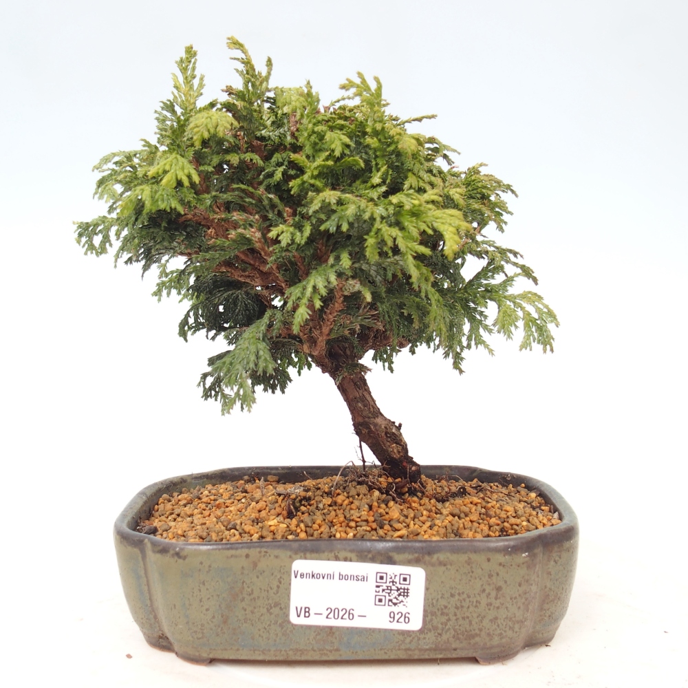 Outdoor bonsai - Cham.pis Parslori - Cypress