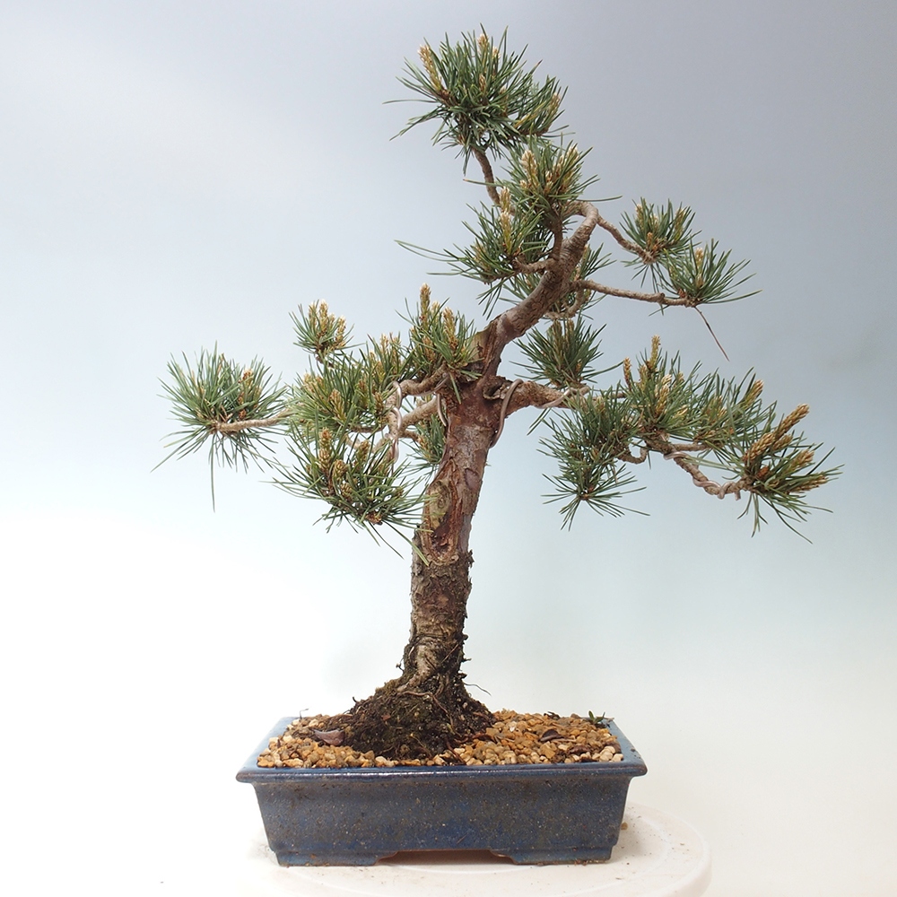 Outdoor bonsai - Pinus Sylvestris - Scots pine