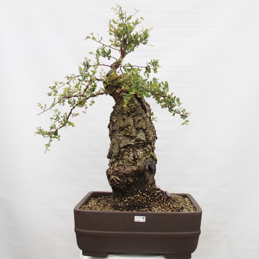 outdoor bonsai Quercus suber - Cork Oak