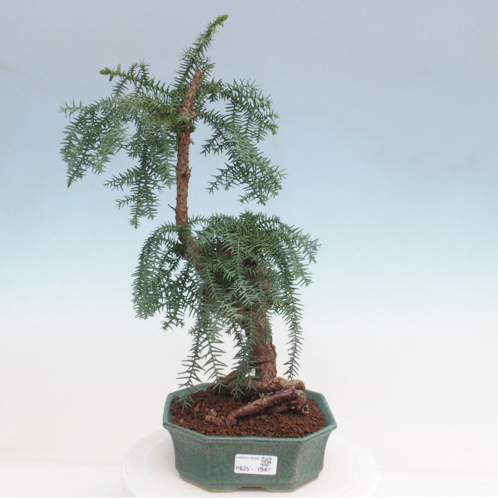 Room bonsai - Araukarie - room spruce