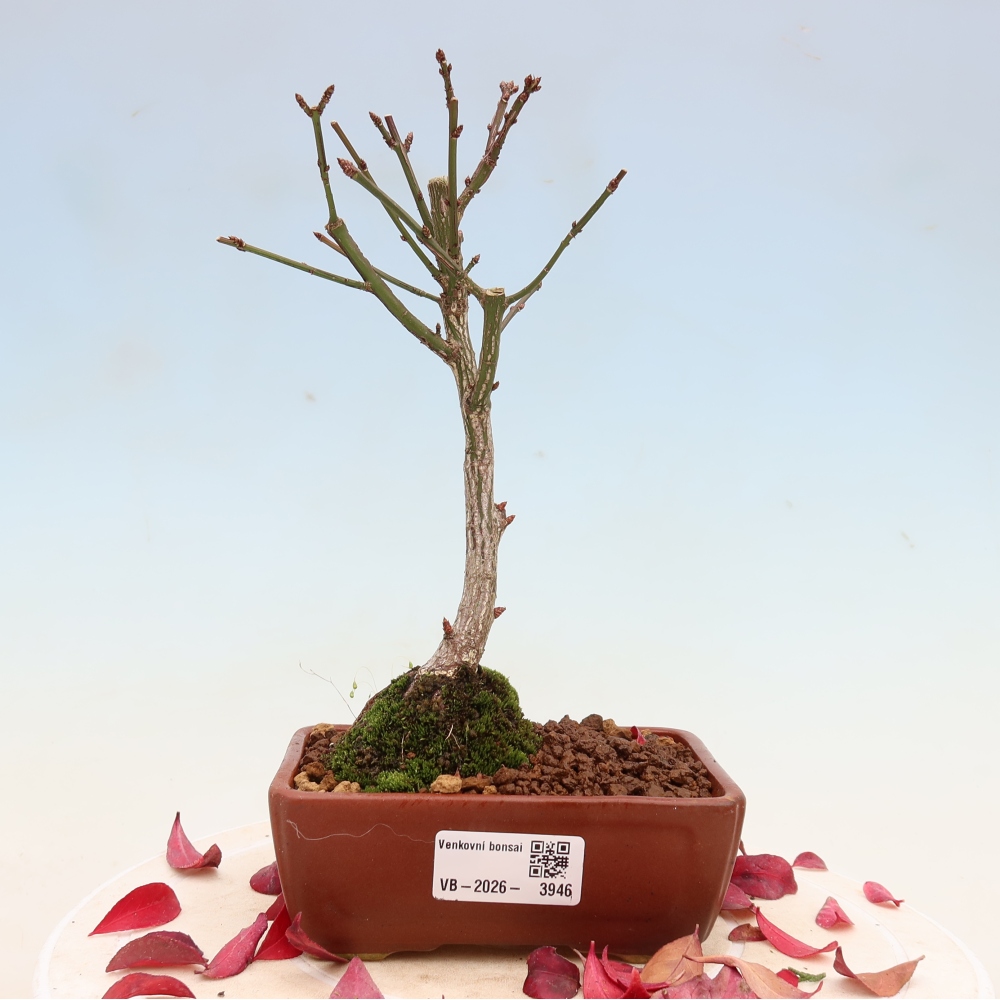 Outdoor bonsai -  Euonymus alatus comactus  - winged spindle tree