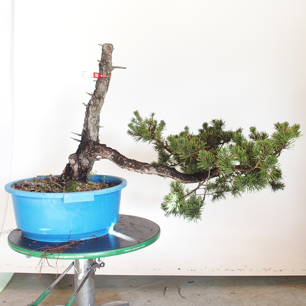 Yamadori - Pinus sylvestris Spain