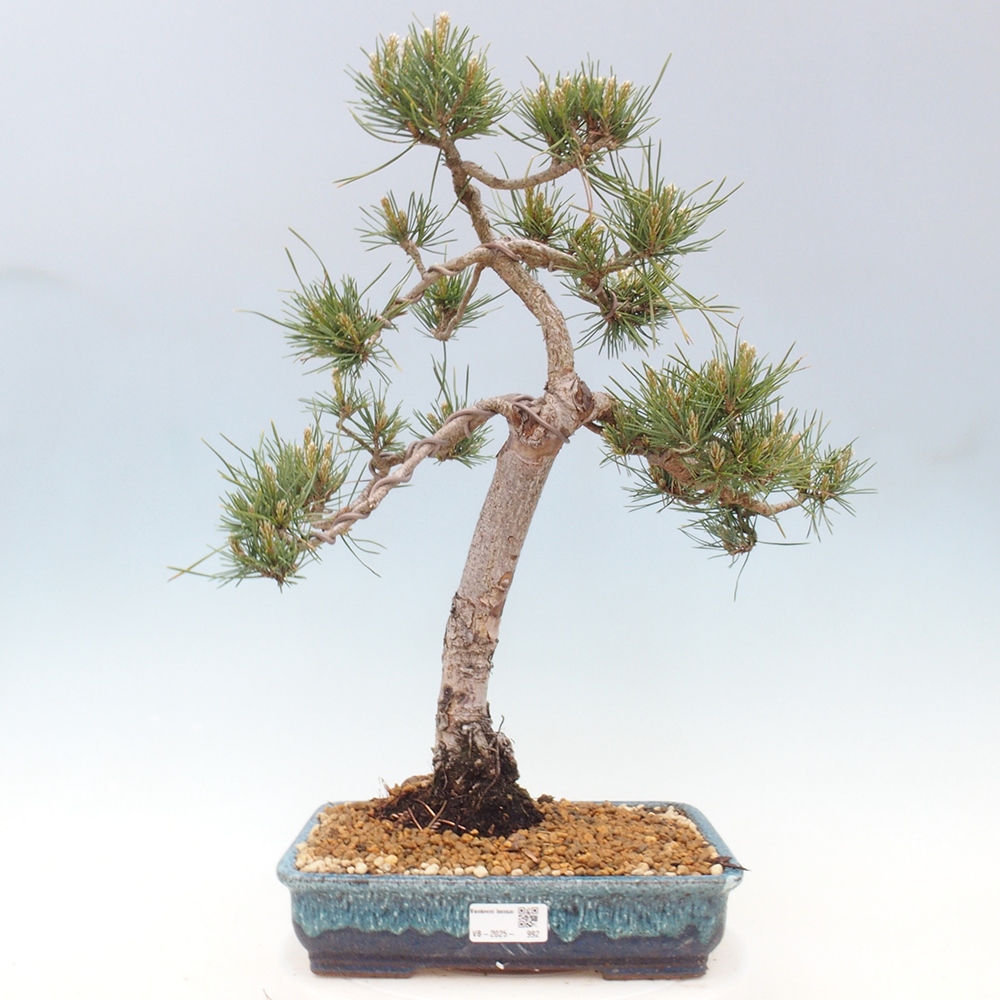 Outdoor bonsai - Pinus Sylvestris - Scots pine