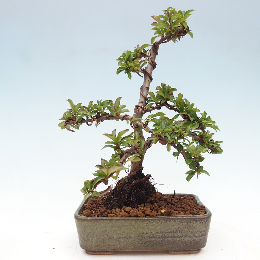 Outdoor bonsai-Pyracantha Teton -Hlox