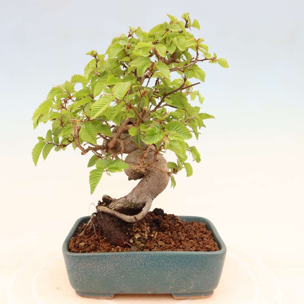 Outdoor bonsai -Carpinus coreana - Korean Hornbeam