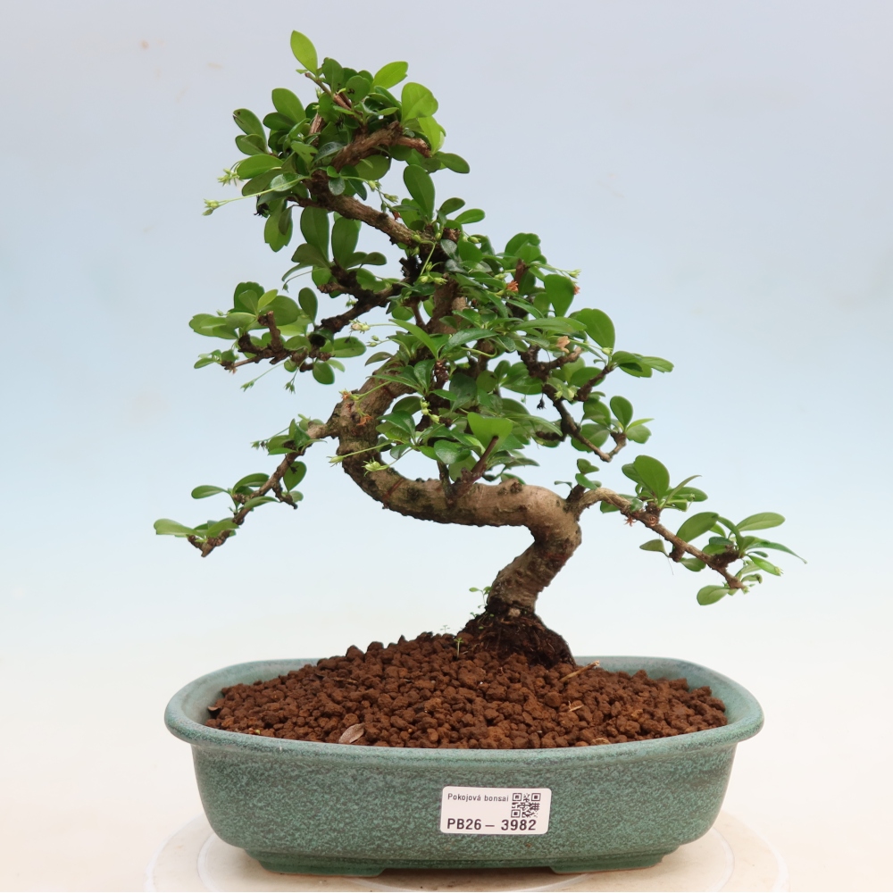 Room bonsai - Carmona macrophylla - Tea fuki