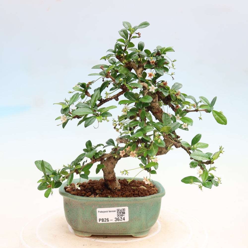 Room bonsai - Carmona macrophylla - Tea fuki
