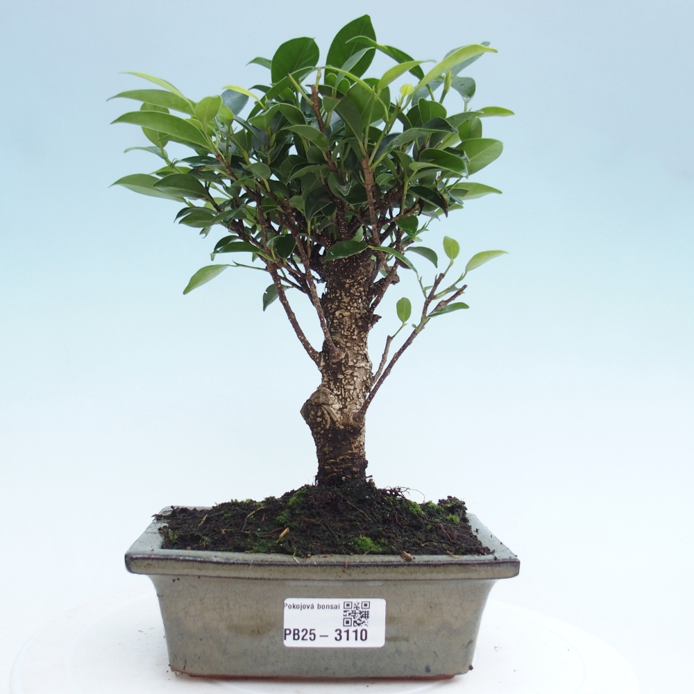 Indoor bonsai - Ficus retusa - small-leaved ficus