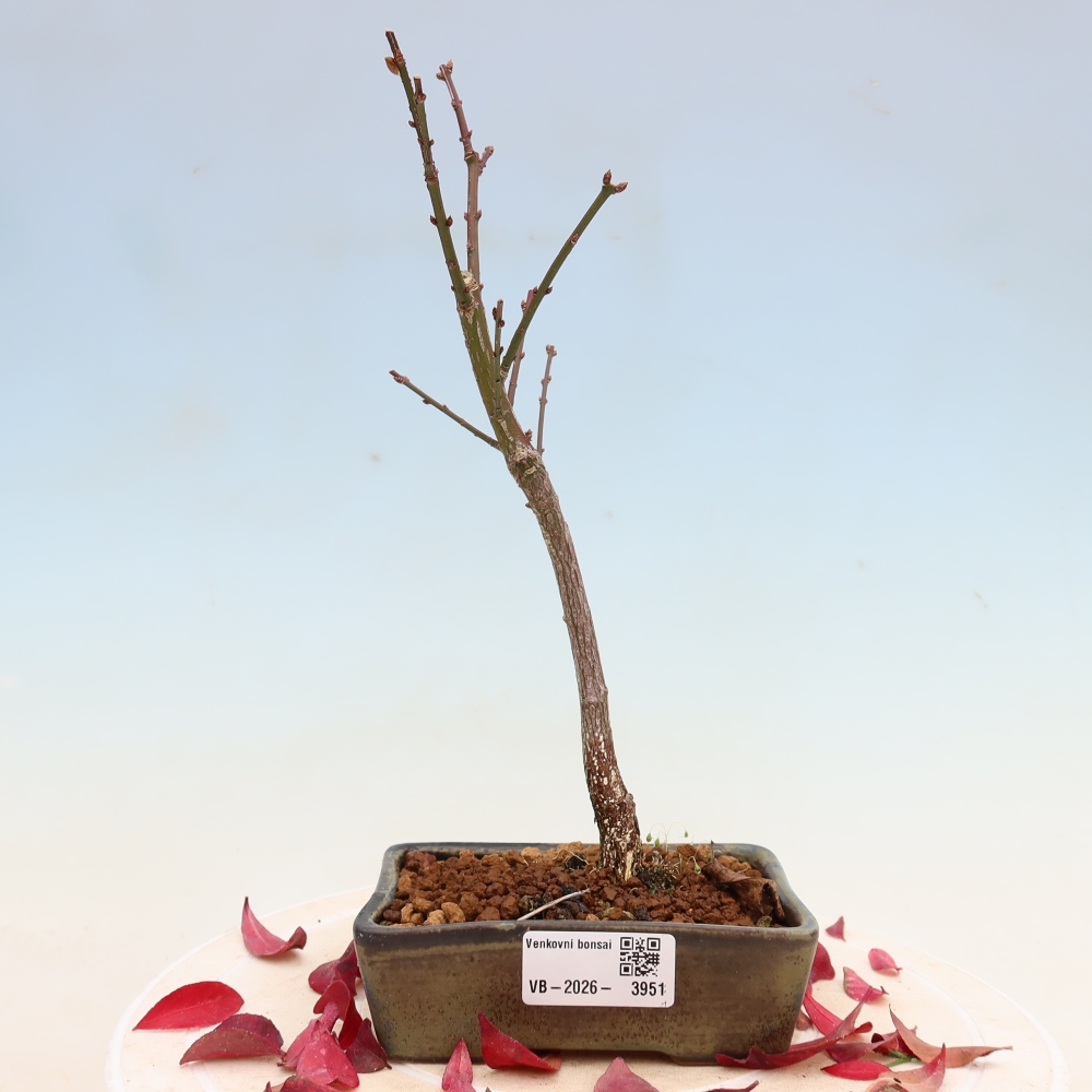 Outdoor Bonsai -  Euonymus alatus comactus  - Winged Spindle Tree