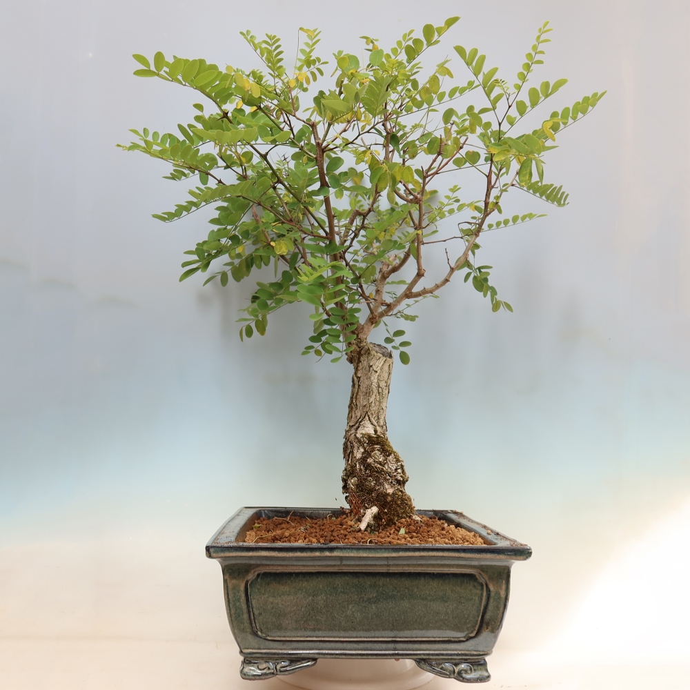 Outdoor Bonsai - Black Locust - Robinia pseudoacacia