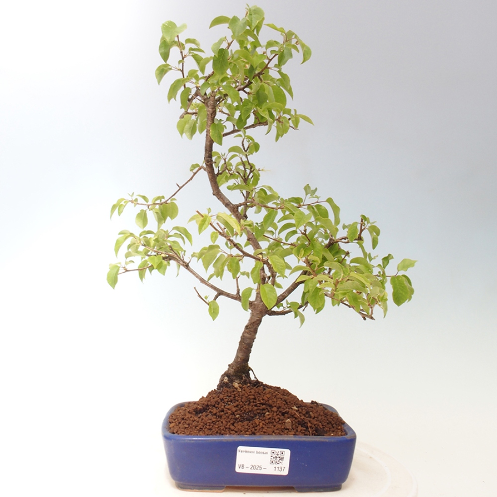 Outdoor bonsai - Prunus spinosa - blackthorn