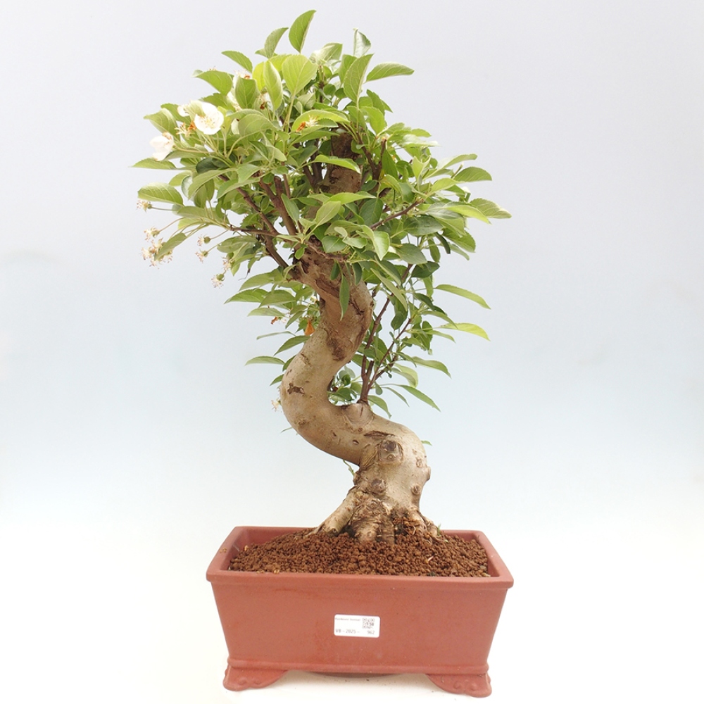 Outdoor bonsai - Malus halliana - Small-fruited apple tree