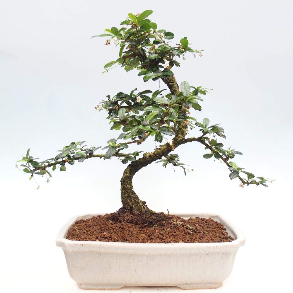Room bonsai - Carmona macrophylla - Tea fuki