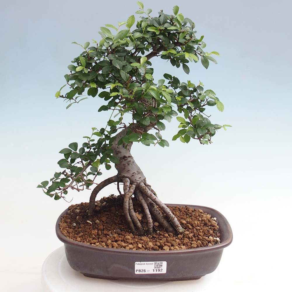 Room bonsai - Ulmus parvifolia - Small-leaved elm