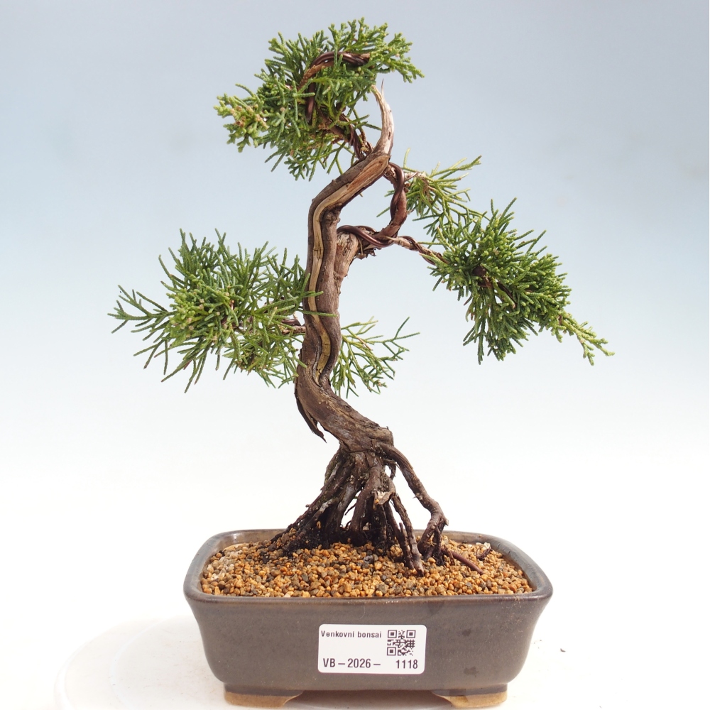 Outdoor bonsai - Juniperus chinensis Kishu